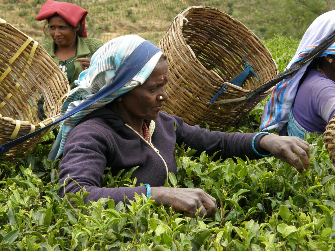 METZ Luxury Tea - Building a Better Future: Our Ethical Sourcing Practices